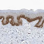 Merck Anti-PARD3B antibody produced in rabbit