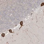 Merck Anti-FARSB antibody produced in rabbit