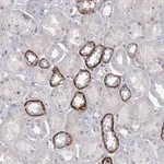 Merck Anti-MAP3K13 antibody produced in rabbit