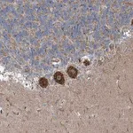 Merck Anti-INTU antibody produced in rabbit