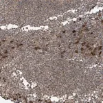 Merck Anti-STX10 antibody produced in rabbit