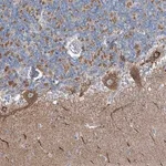 Merck Anti-GABARAPL2 antibody produced in rabbit