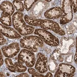 Merck Anti-ZBTB9 antibody produced in rabbit