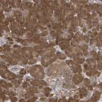 Merck Anti-VAMP7 antibody produced in rabbit