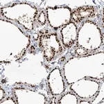Merck Anti-PPIL2 antibody produced in rabbit