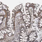 Merck Anti-N4BP2 antibody produced in rabbit
