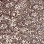 Merck Anti-TTC7A antibody produced in rabbit