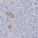 Merck Anti-NKX6-1 antibody produced in rabbit