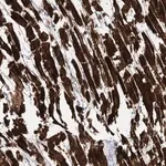 Merck Anti-NBAS antibody produced in rabbit