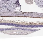 Merck Anti-CDHR1 antibody produced in rabbit
