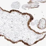 Merck Anti-STK11IP antibody produced in rabbit
