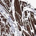 Merck Anti-SUMF1 antibody produced in rabbit