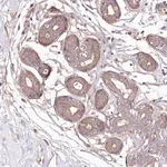 Merck Anti-WWC1 antibody produced in rabbit