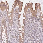 Merck Anti-FAM208B antibody produced in rabbit