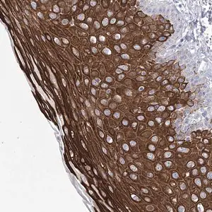 Merck Anti-CCDC88A antibody produced in rabbit