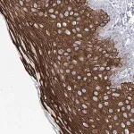 Merck Anti-CCDC88A antibody produced in rabbit