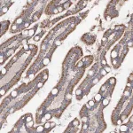Merck Anti-TMEM187 antibody produced in rabbit