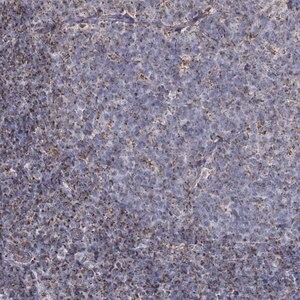 Merck Anti-MRPL44 antibody produced in rabbit