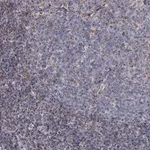 Merck Anti-MRPL44 antibody produced in rabbit