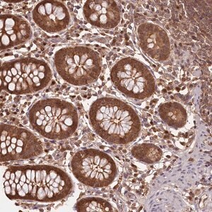 Merck Anti-NPRL2 antibody produced in rabbit