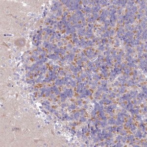 Merck Anti-VPS26B antibody produced in rabbit