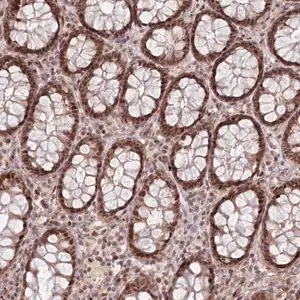 Merck Anti-FAM204A antibody produced in rabbit