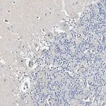 Merck Anti-RBM43 antibody produced in rabbit