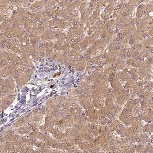 Merck Anti-HERC3 antibody produced in rabbit
