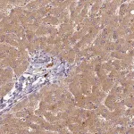 Merck Anti-HERC3 antibody produced in rabbit