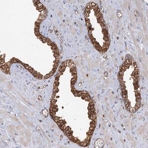 Merck Anti-IDI1 antibody produced in rabbit