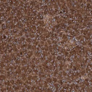 Merck Anti-RNF214 antibody produced in rabbit