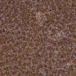 Merck Anti-RNF214 antibody produced in rabbit