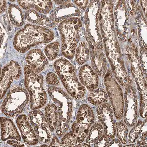 Merck Anti-SDS antibody produced in rabbit