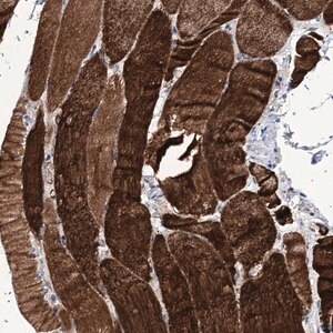 Merck Anti-TUBGCP5 antibody produced in rabbit