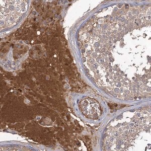 Merck Anti-USP50 antibody produced in rabbit