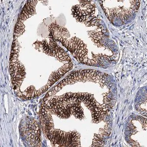 Merck Anti-MED13L antibody produced in rabbit