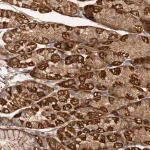 Merck Anti-CSAD antibody produced in rabbit