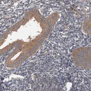 Merck Anti-N4BP2L2 antibody produced in rabbit