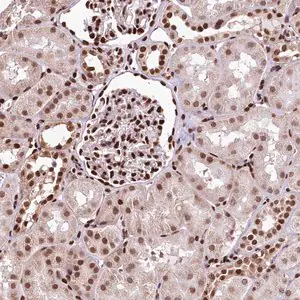 Merck Anti-PDS5B antibody produced in rabbit