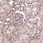 Merck Anti-PDS5B antibody produced in rabbit