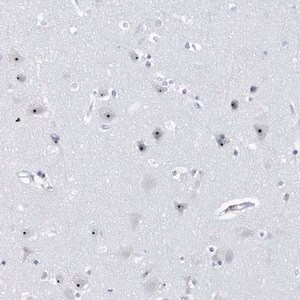 Merck Anti-RPF2 antibody produced in rabbit