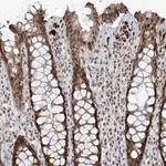 Merck Anti-ECT2L antibody produced in rabbit