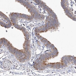 Merck Anti-TTC21B antibody produced in rabbit