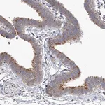 Merck Anti-TTC21B antibody produced in rabbit