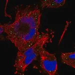 Merck Anti-HFM1 antibody produced in rabbit