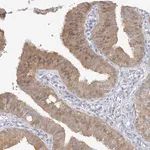 Merck Anti-GMPPA antibody produced in rabbit