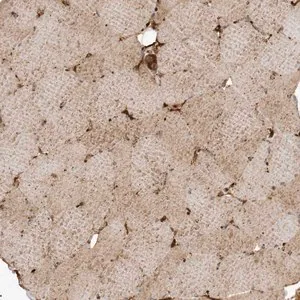 Merck Anti-FYCO1 antibody produced in rabbit