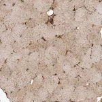 Merck Anti-FYCO1 antibody produced in rabbit