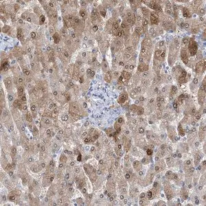 Merck Anti-HMGCS1 antibody produced in rabbit