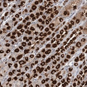 Merck Anti-GIN1 antibody produced in rabbit